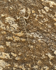 Psammophilus dorsalis