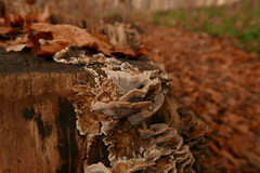 Agathomyia unicolor