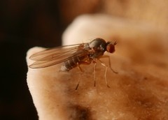 Agathomyia unicolor