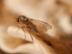 Agathomyia unicolor