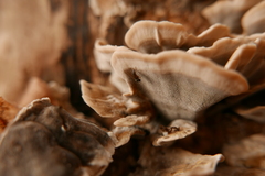 Agathomyia unicolor