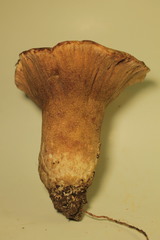 Hypomyces macrosporus