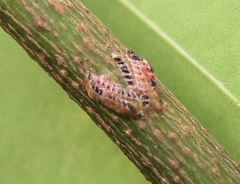 Oxyrhachis