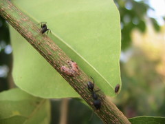 Oxyrhachis