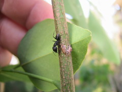 Oxyrhachis