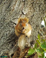 Sciurus anomalus