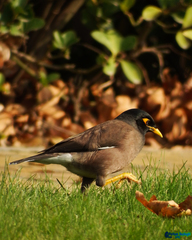 Acridotheres tristis