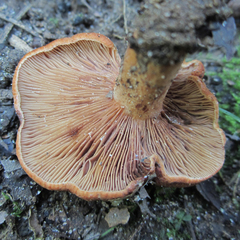 Lactarius peckii