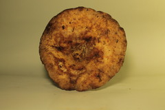 Hypomyces macrosporus
