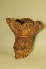 Hypomyces macrosporus