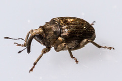 Stenocarus