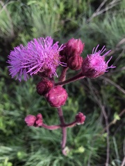 Campuloclinium macrocephalum