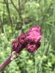 Campuloclinium macrocephalum