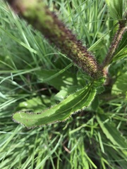 Campuloclinium macrocephalum