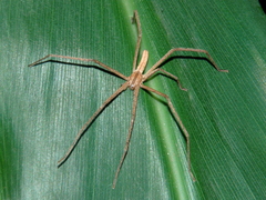 Quemedice enigmaticus