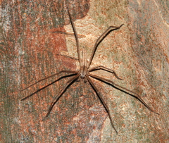 Quemedice enigmaticus