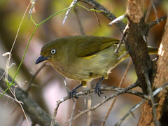 Andropadus importunus