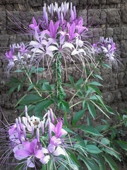 Cleome speciosa