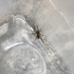 Lycosidae