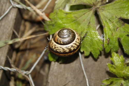 Arianta arbustorum