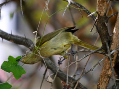 Andropadus importunus