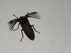 Callirhipis philiberti