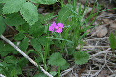Primula cortusoides