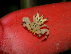 Epicadus heterogaster