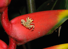 Epicadus heterogaster