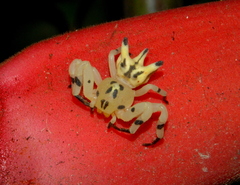 Epicadus heterogaster