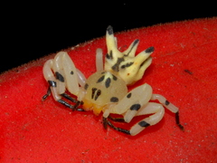 Epicadus heterogaster