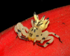 Epicadus heterogaster