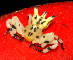 Epicadus heterogaster