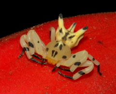 Epicadus heterogaster