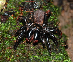 Actinopus tutu