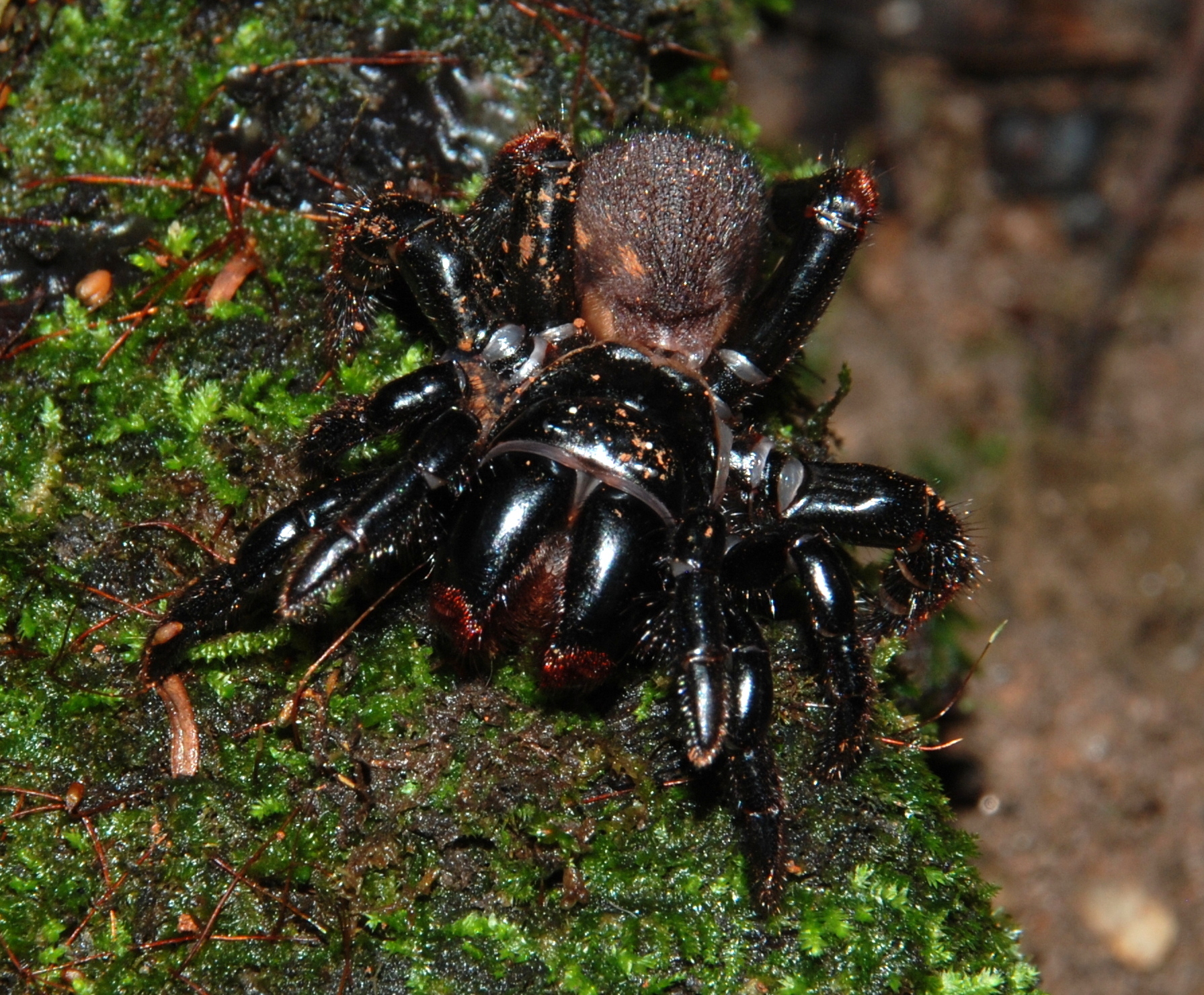 Actinopus tutu Miglio, Pérez-Miles & Bonaldo, 2020