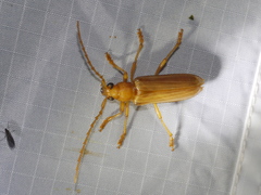 Atylostagma politum