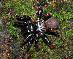 Actinopus tutu