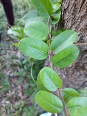 Tracheophyta