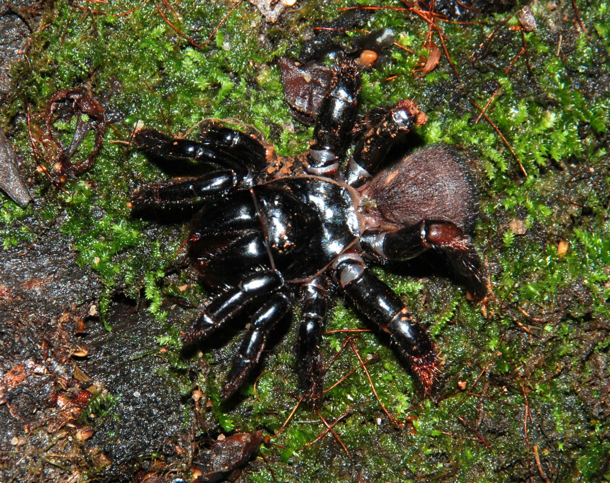 Actinopus tutu Miglio, Pérez-Miles & Bonaldo, 2020
