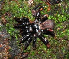 Actinopus tutu