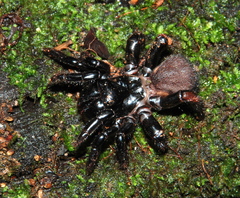 Actinopus tutu