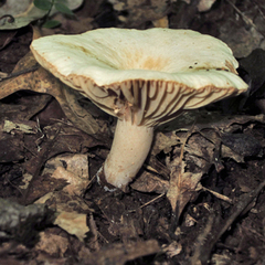 Lactarius subplinthogalus