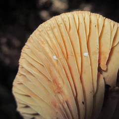 Lactarius subplinthogalus