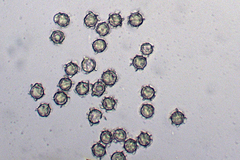 Lactarius subplinthogalus