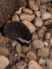 Atelerix albiventris