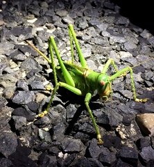 Neobarrettia spinosa