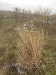 Helictotrichon desertorum