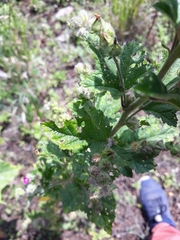 Fuertesimalva peruviana