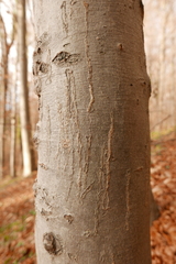 Zimmermannia liebwerdella